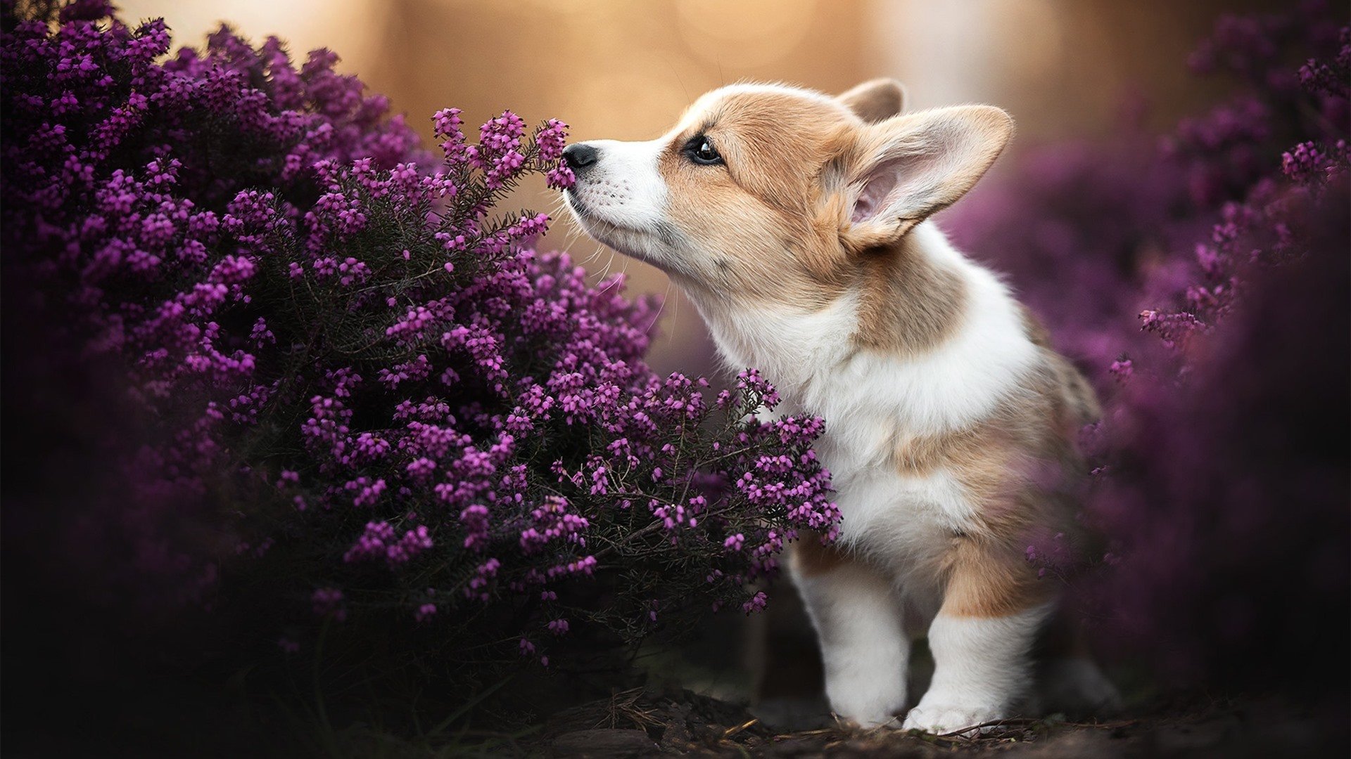 爱游戏智能体验-比赛神操作：球员的高难度精彩表演，球赛人物