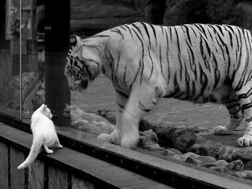 民族传统舞狮比赛，文化运动的欢乐盛典