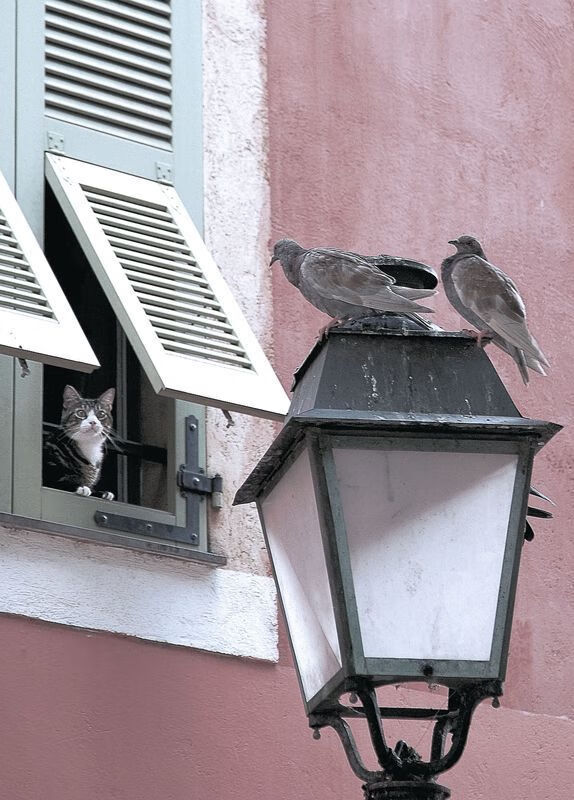 高能数据:助攻22次,投篮命中率达46%!,投篮命中率50%