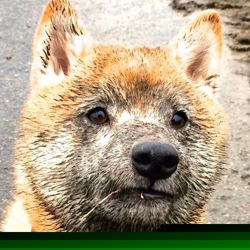 Astralis 计划引入新血液以重回巅峰