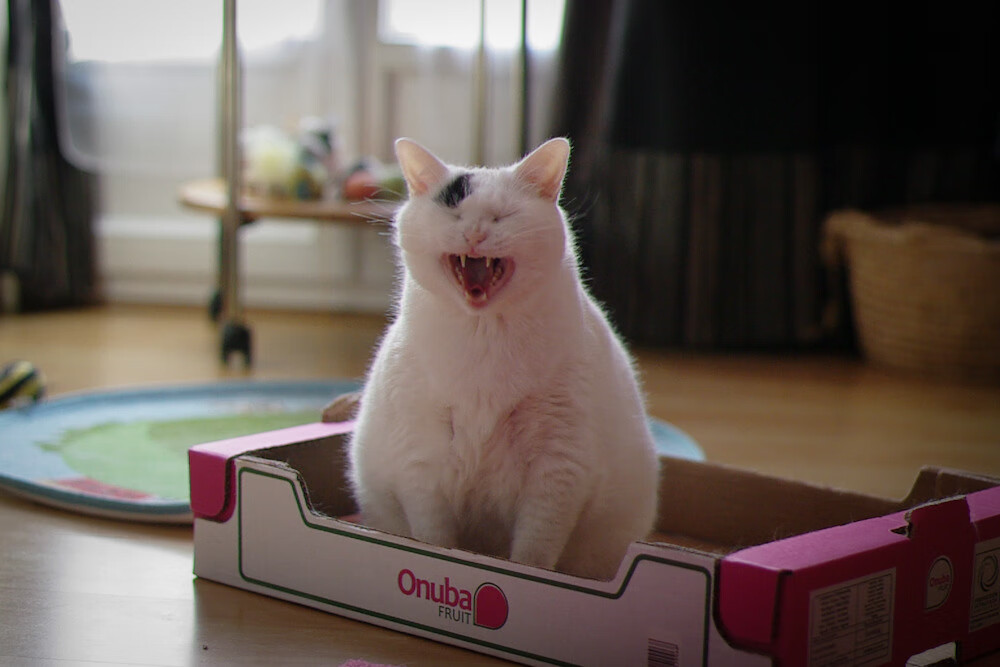 爱游戏官网下载-凯尔特人主场击退猛龙，凯尔特人vs猛龙全场回放