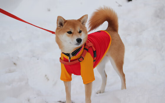 尤文图斯胜阿贾克斯，成功晋级半决赛，尤文图斯比赛视频