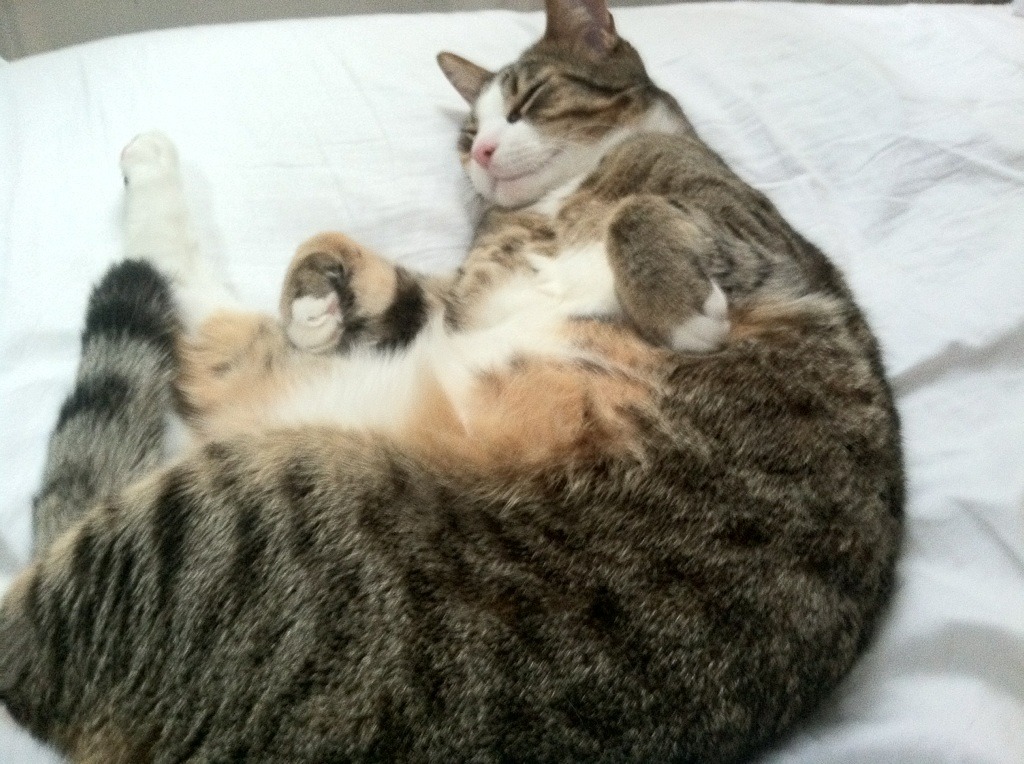 成都瑜伽大会成功举办,推动行业发展,成都瑜伽排名