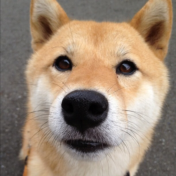 攻防演练：本季最励志的战术对决分析，攻防演练攻击手法