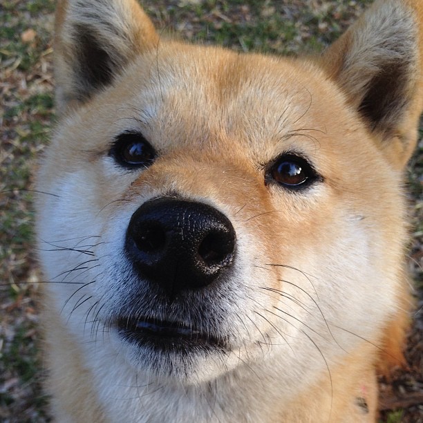 英超球队在不同气候环境下跑动分布与热区变化对比研究，英超气氛最好的主场
