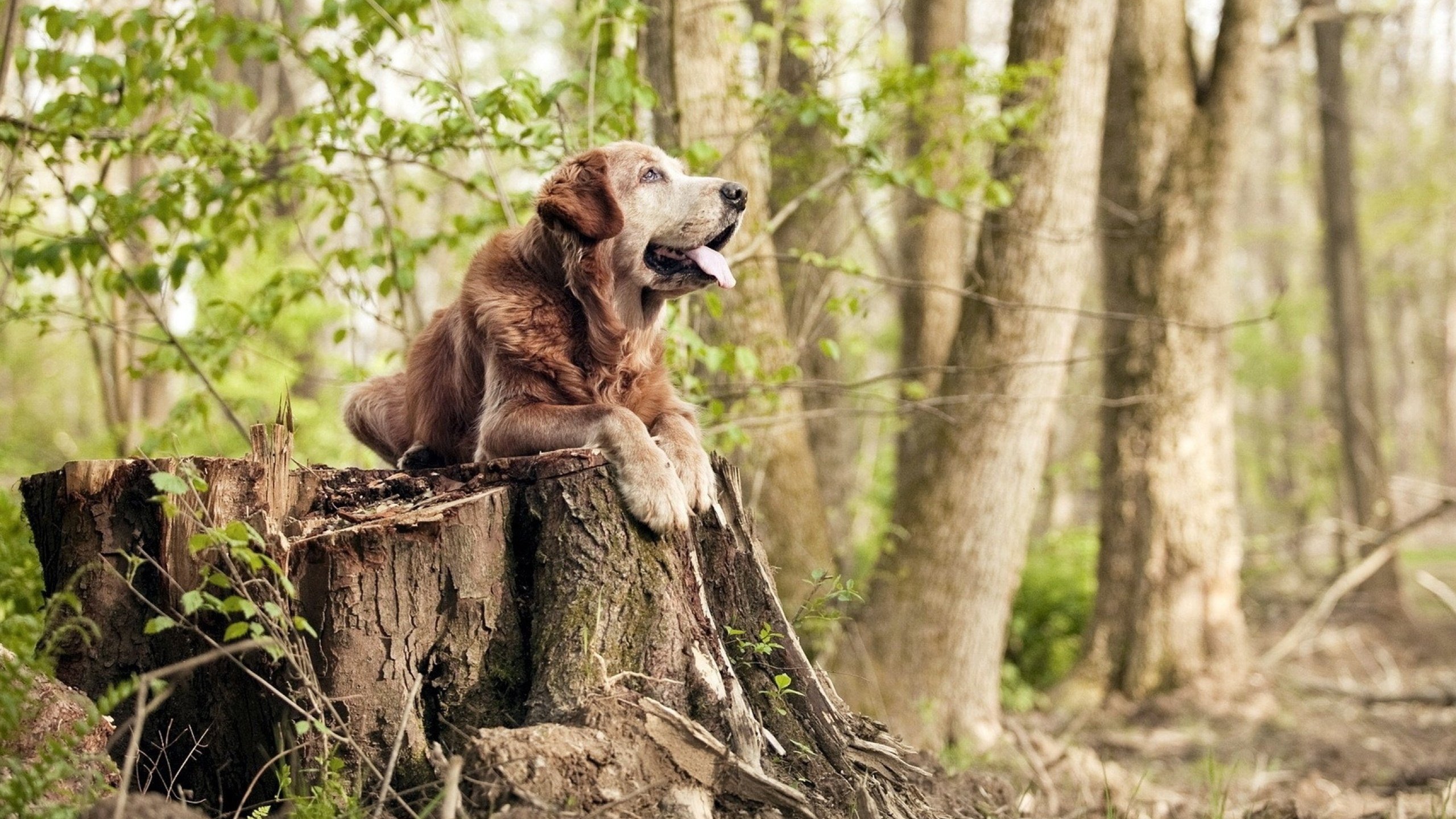 爱游戏体育-中国三人篮球男队打造高效防守反击组合，中国三人篮球男队打造高效防守反击组合是谁