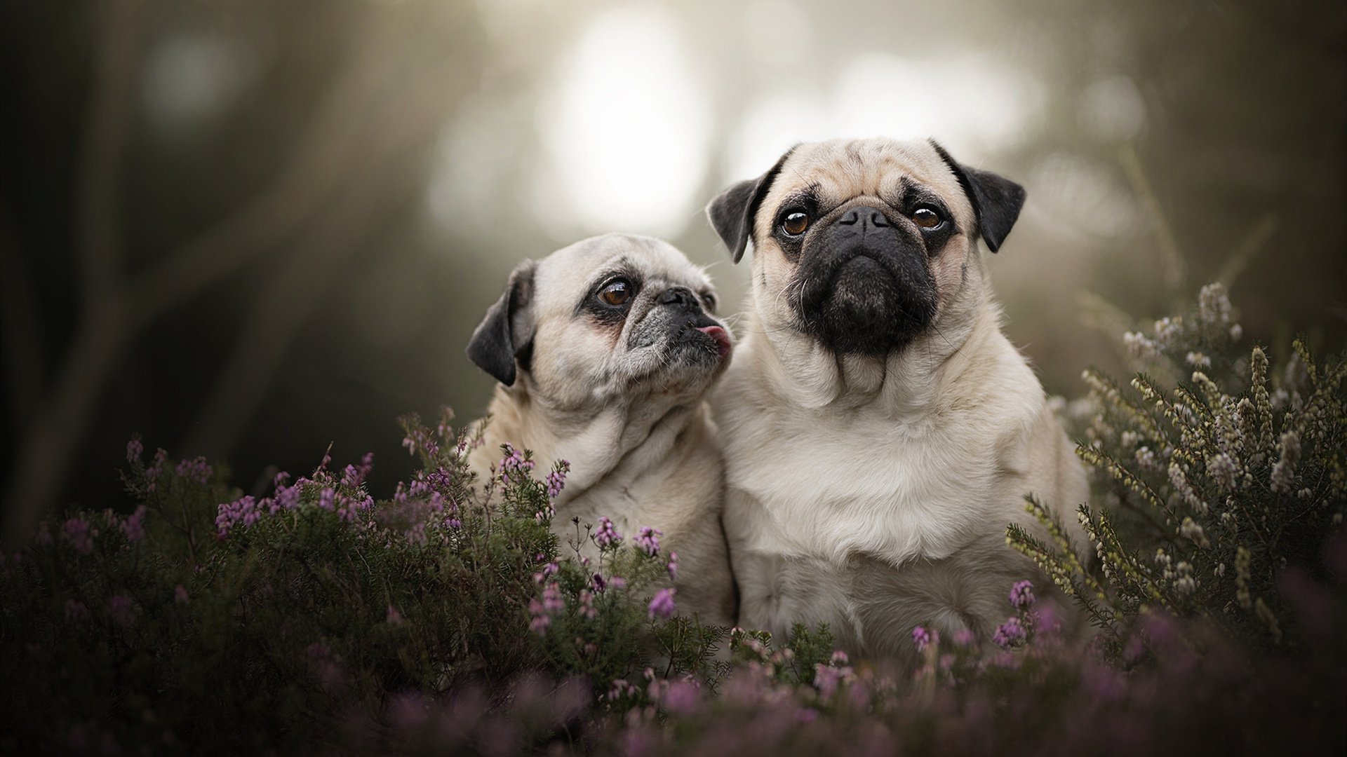 中国女篮攻防转换更加迅速，求中国女篮