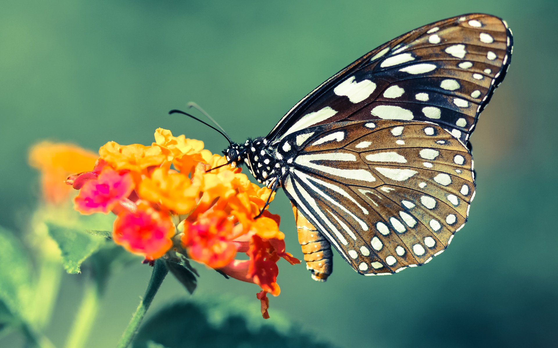 切尔西边锋突破助力打开局势,切尔西阵型经典